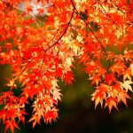 【鎌倉】秋の紅葉スポット穴場をご紹介☆2018秋