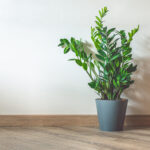 「観葉植物」のおすすめ人気ランキング10選|1LDKのリビングにぴったりな大きさをピックアップ♪